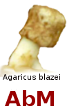 blazeipedia.eu.org - buscador académico sobre el Agaricus blazei Murill o champiñón del Sol